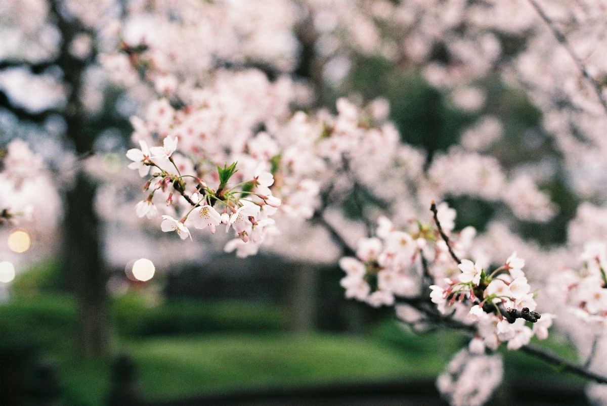 Film - Fuji Superia 400 in Japan