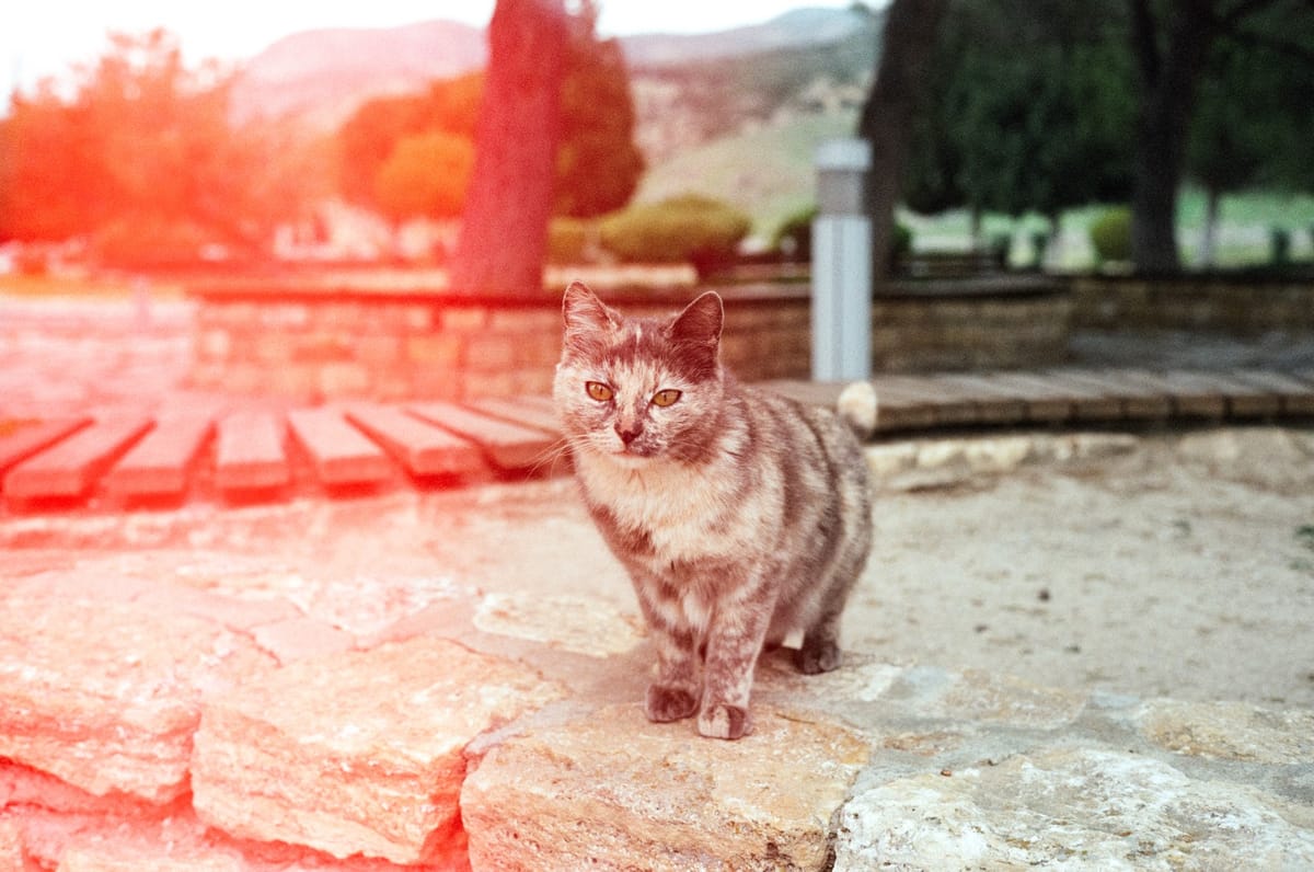 Turkyie on Film Part 3 - Pamukkale [Fuji C200]