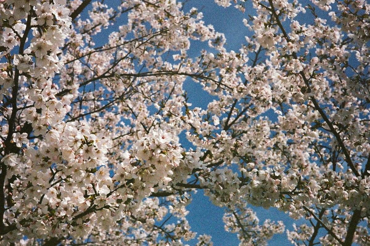 Japan on Film Part 9 - Niigata [Kodak Portra 400]