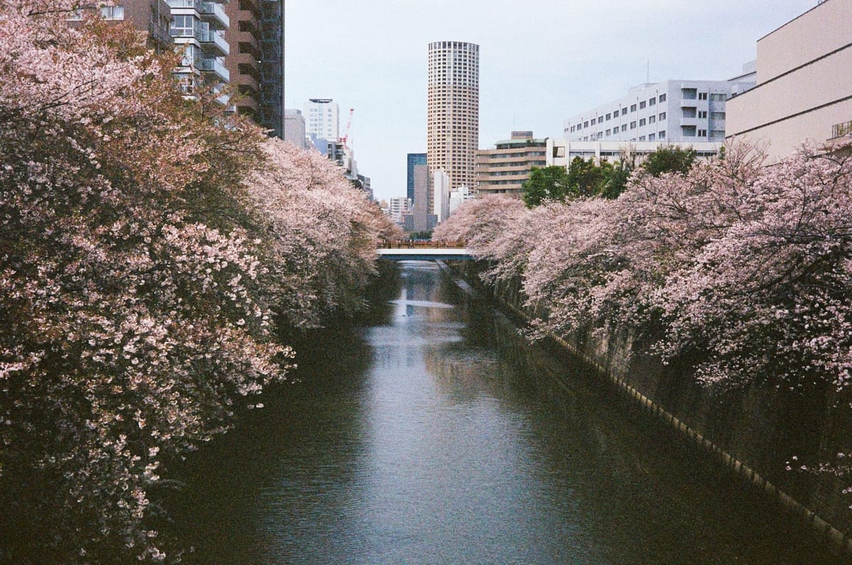 Japan on Film Finale - Tokyo [Kodak Portra 400 & Cinestill 400D]