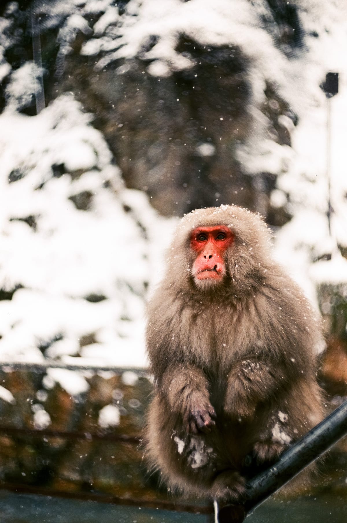 Japan on Film - Nagano Snow Monkey Park [Lucky Color 200]